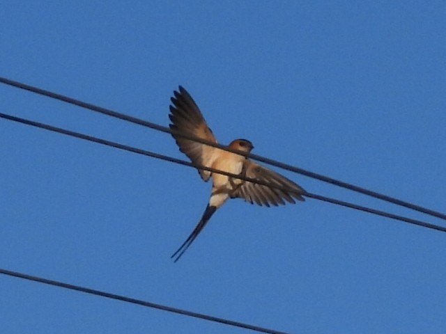 Red-rumped Swallow - ML617941968