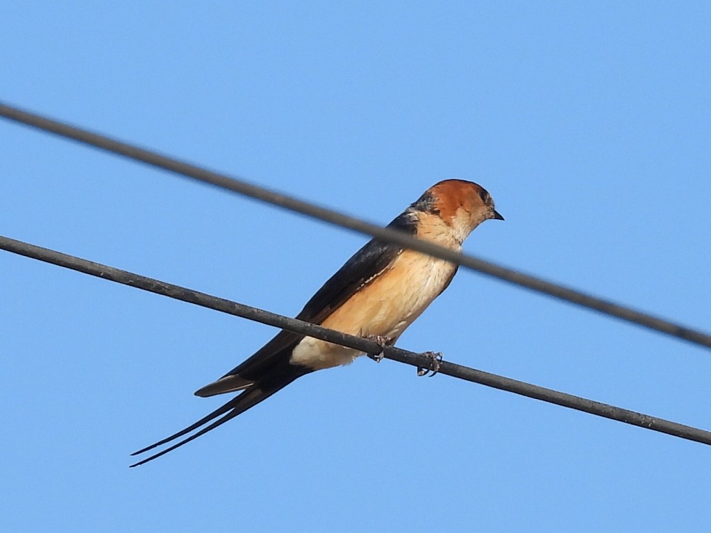 Red-rumped Swallow - ML617941969