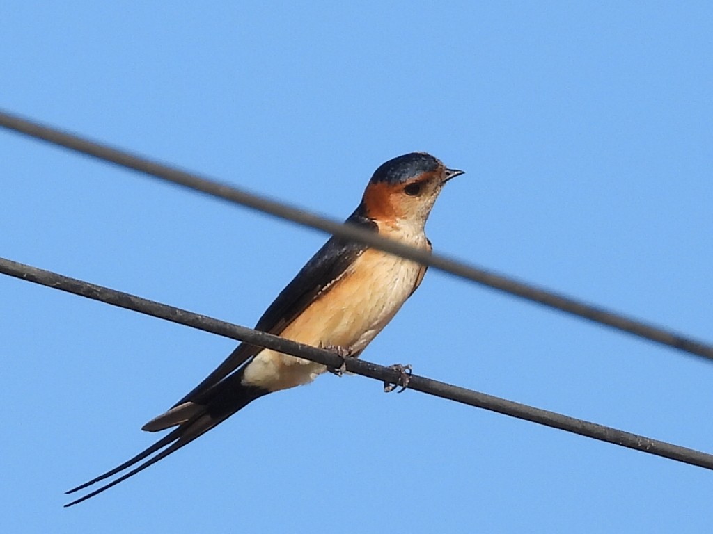 Red-rumped Swallow - ML617941970