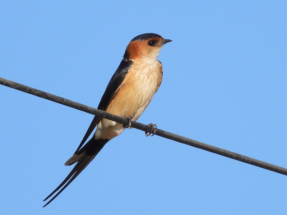 Red-rumped Swallow - ML617941971