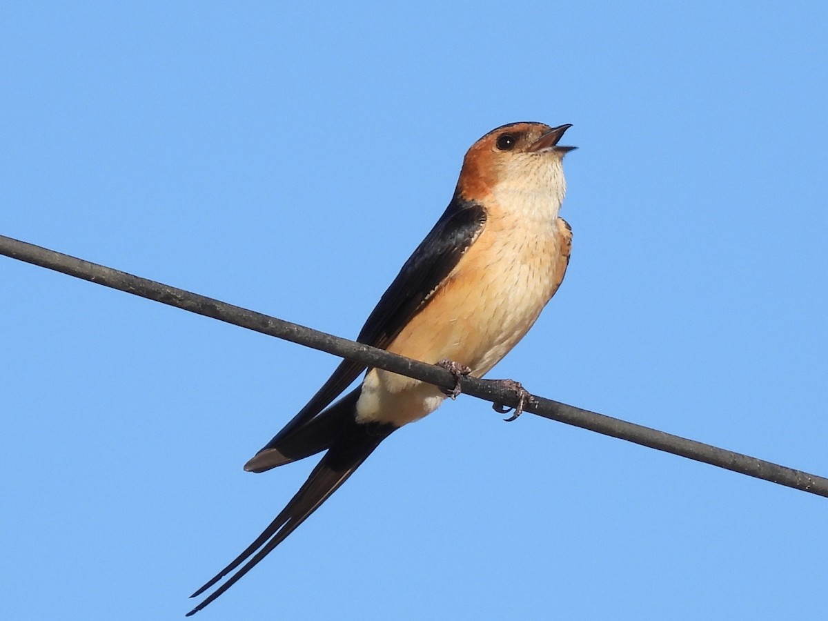 Red-rumped Swallow - ML617941972