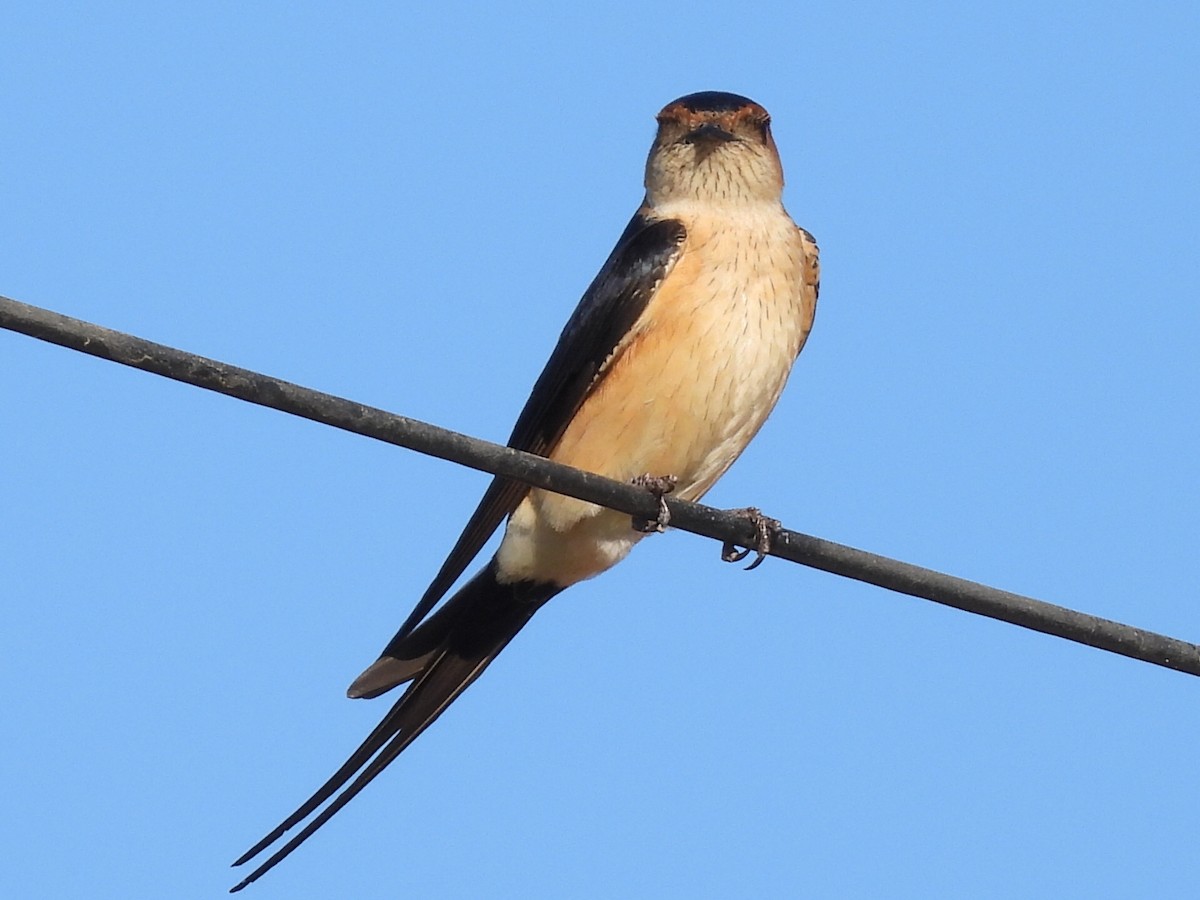 Red-rumped Swallow - ML617941973