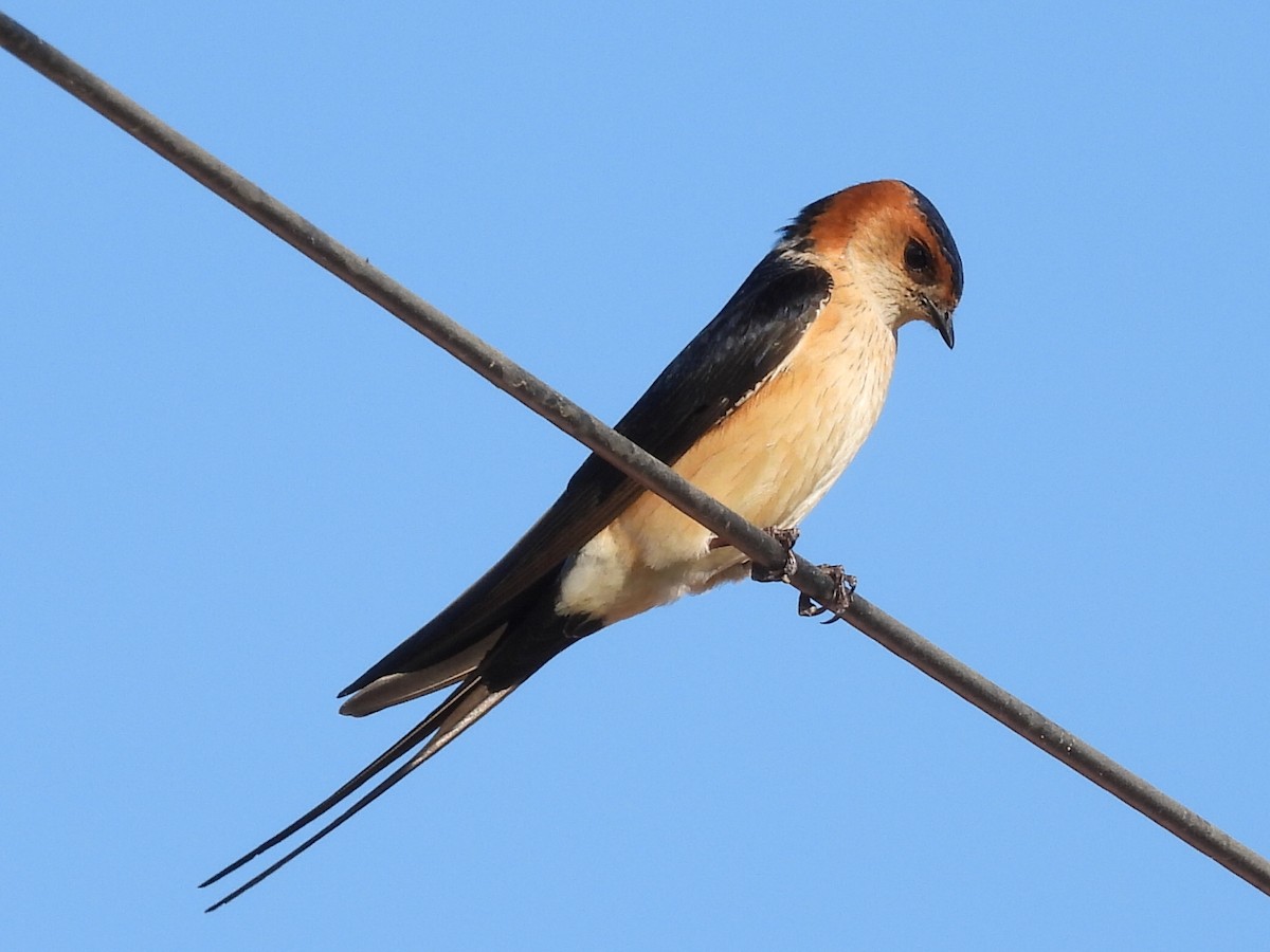 Red-rumped Swallow - ML617941976