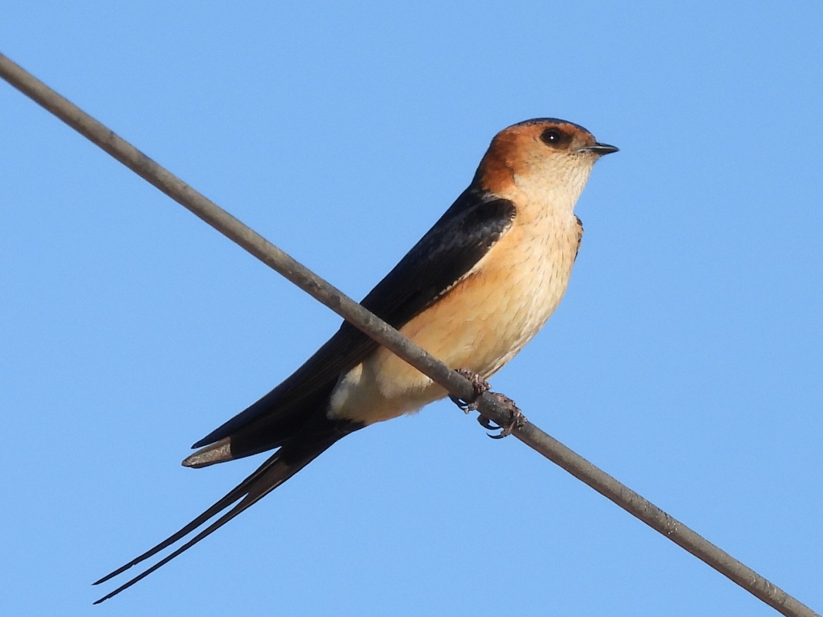 Red-rumped Swallow - Scott Fox