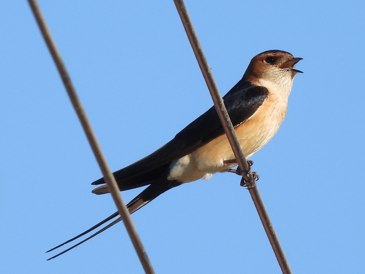 Red-rumped Swallow - ML617941978