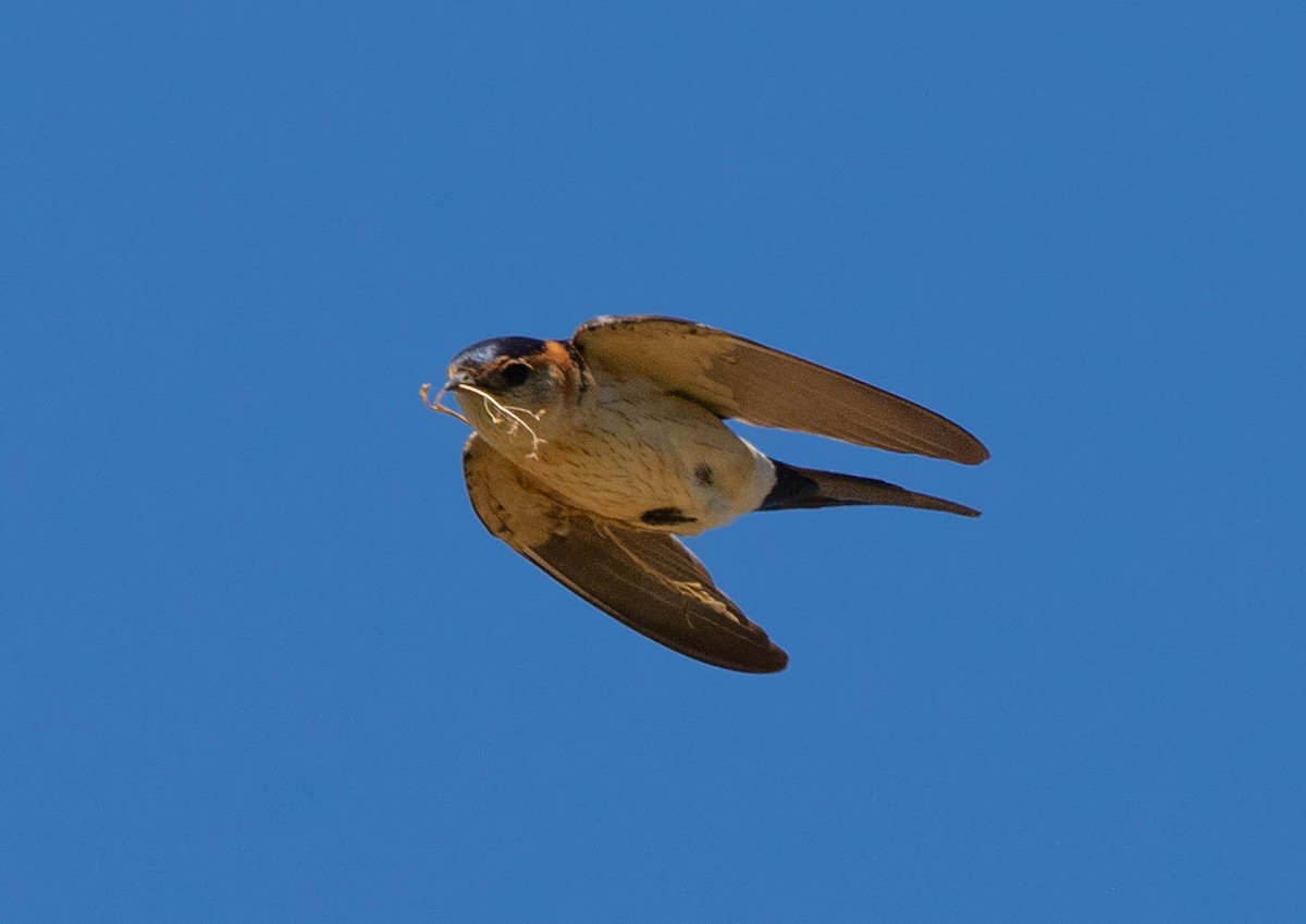 Red-rumped Swallow - ML617941979