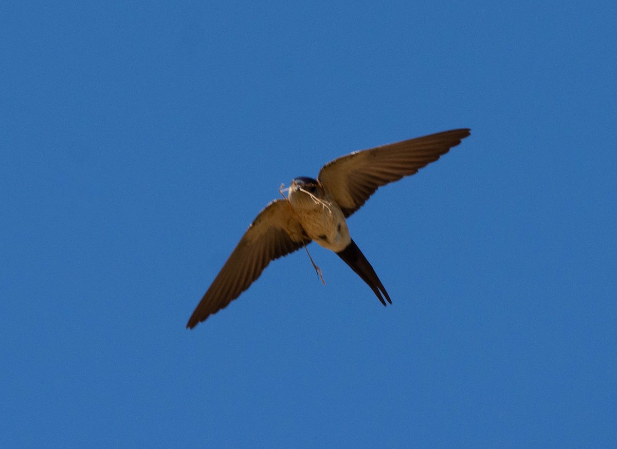 Red-rumped Swallow - ML617941980