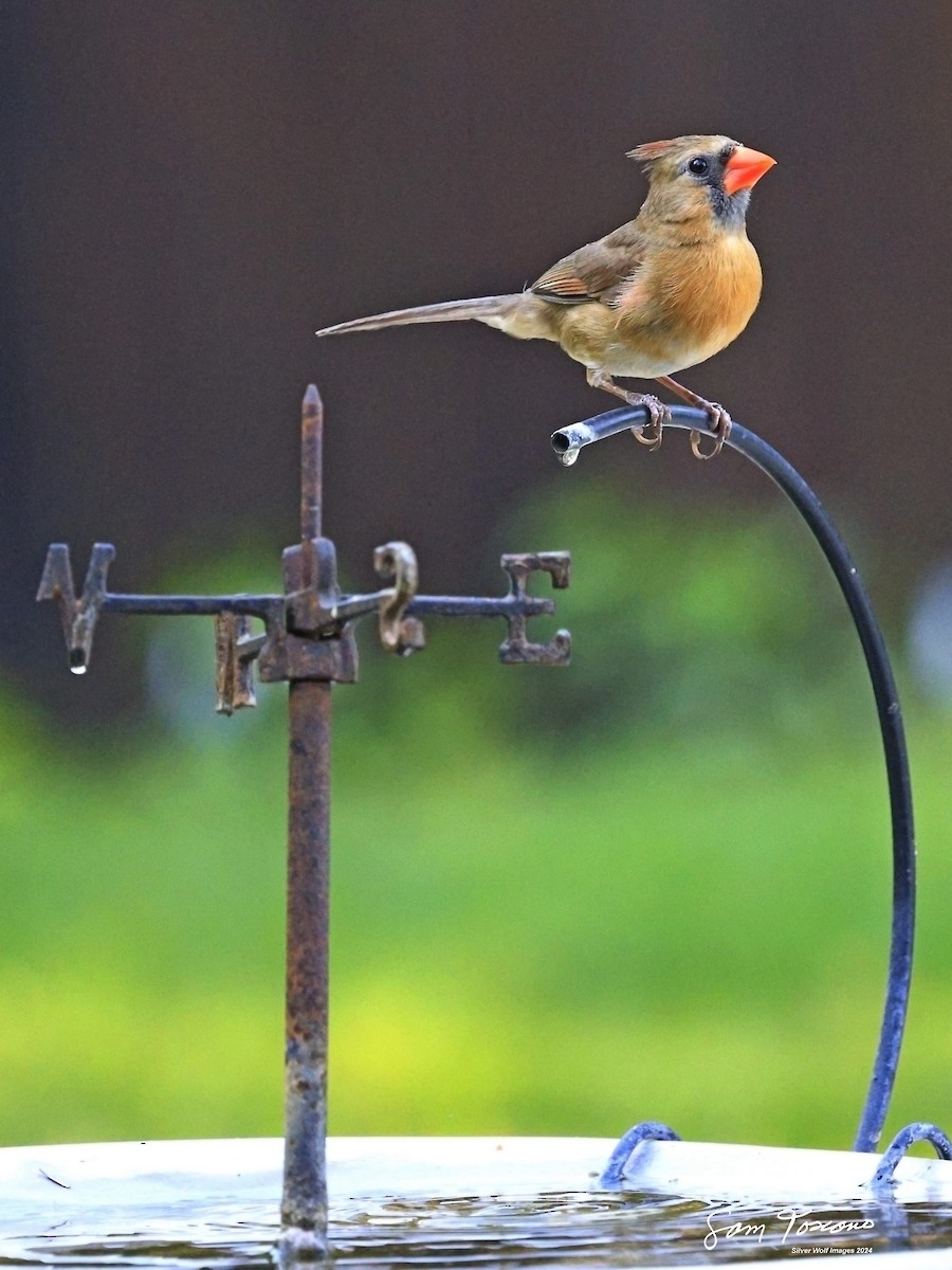 Northern Cardinal (Common) - ML617942039