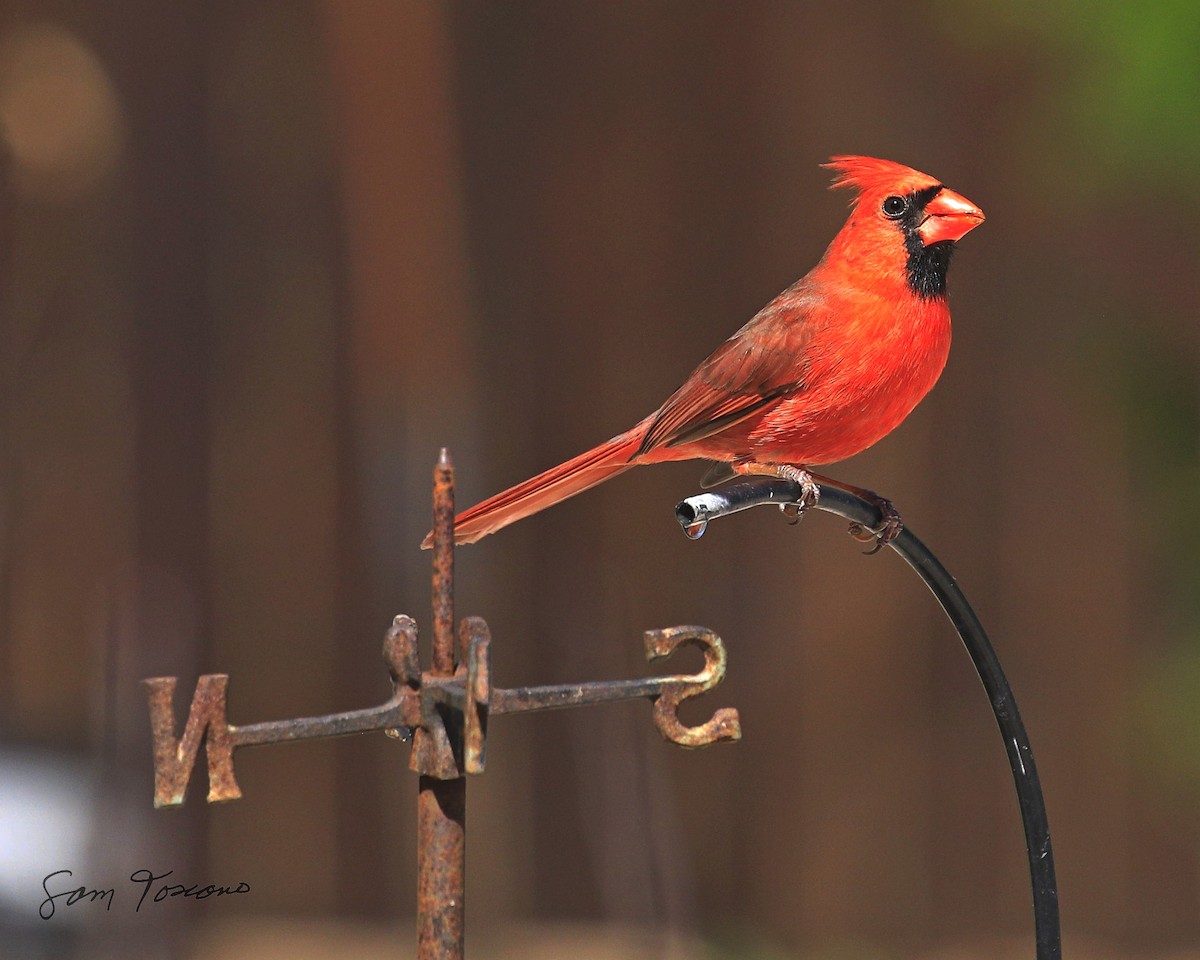 Northern Cardinal (Common) - Sam Toscano