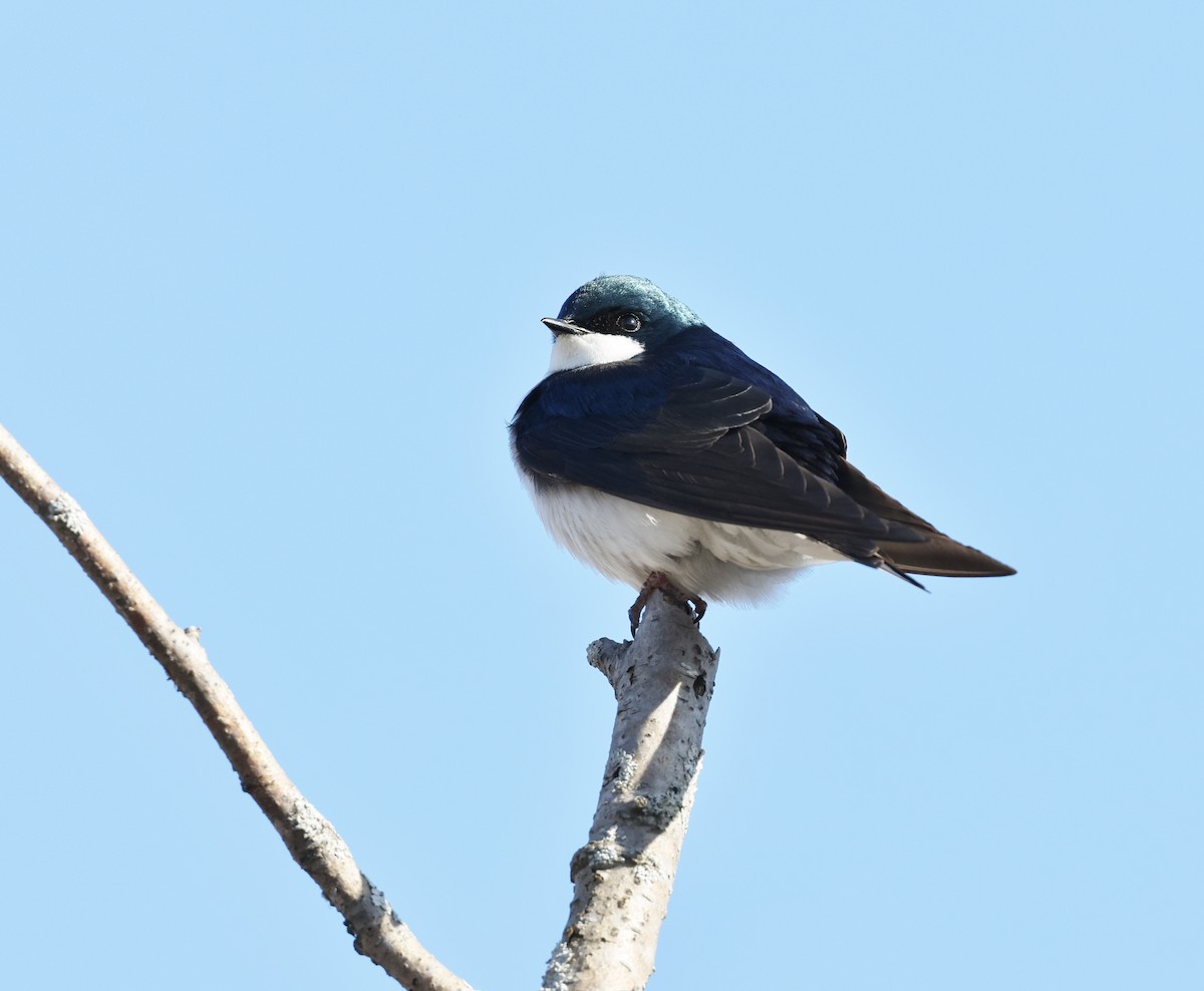 Tree Swallow - Jean Carpentier