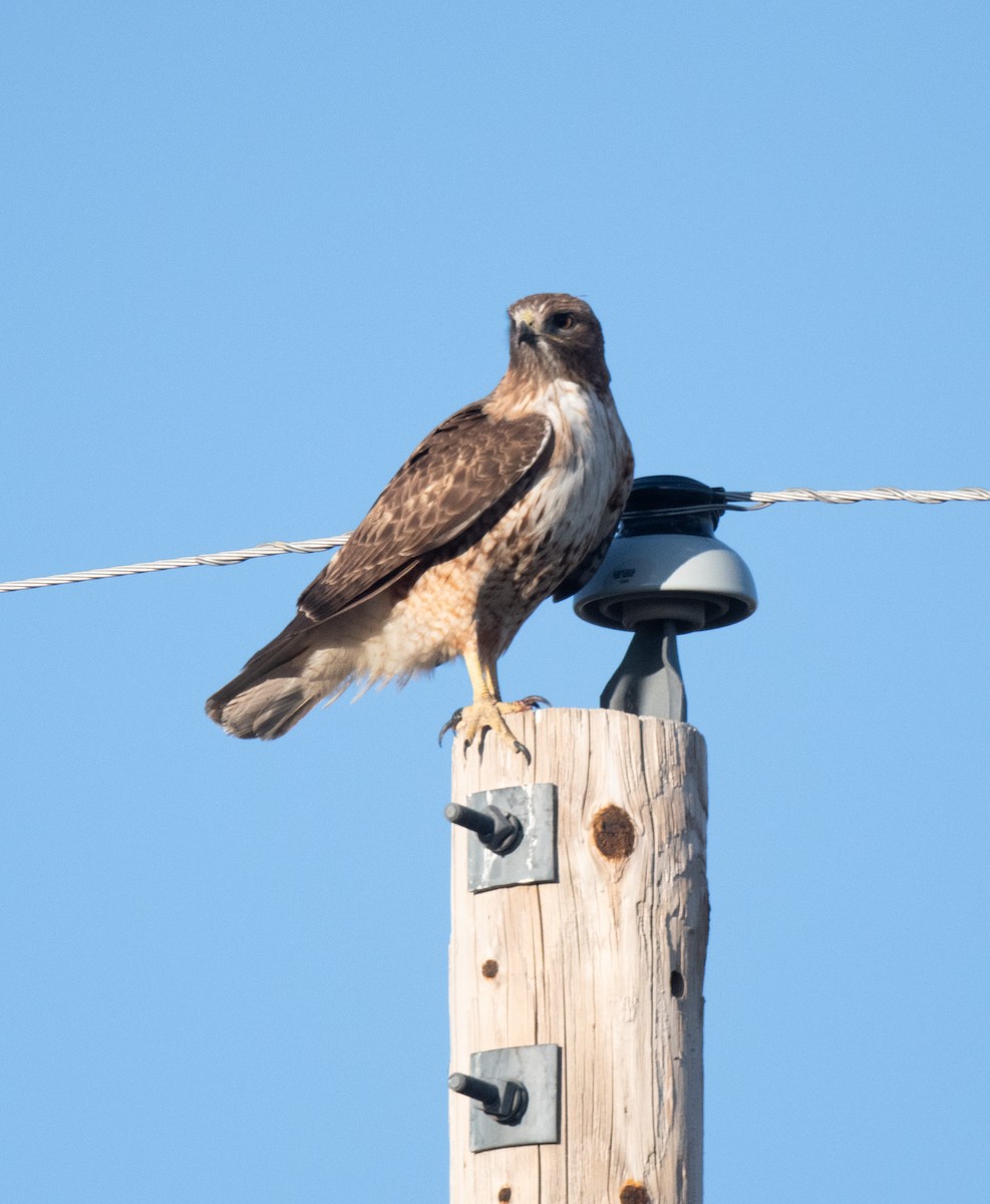 Red-tailed Hawk - ML617942063
