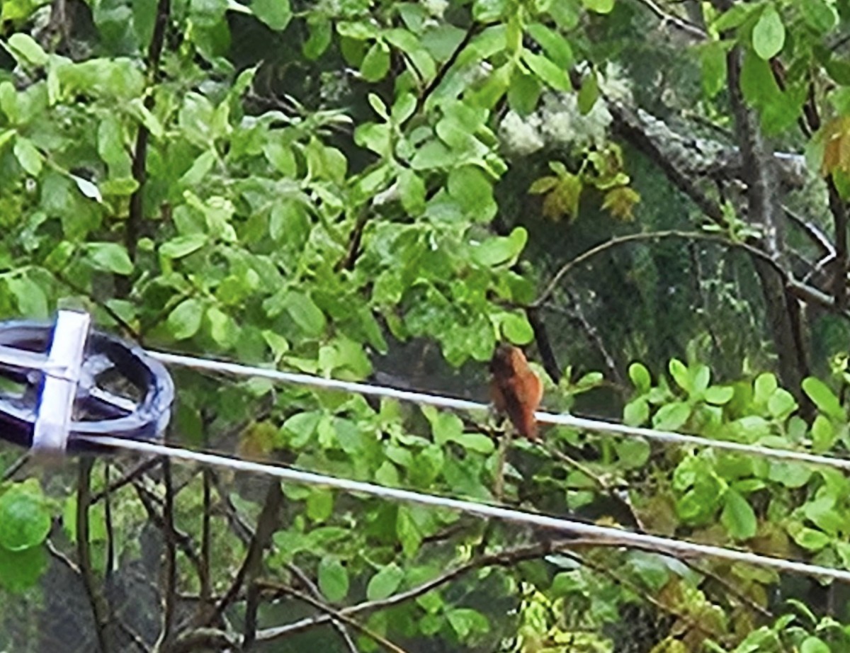 Rufous Hummingbird - ML617942098