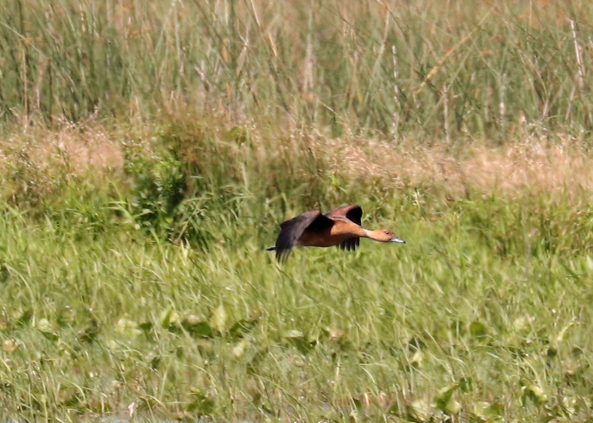 Fulvous Whistling-Duck - ML617942114