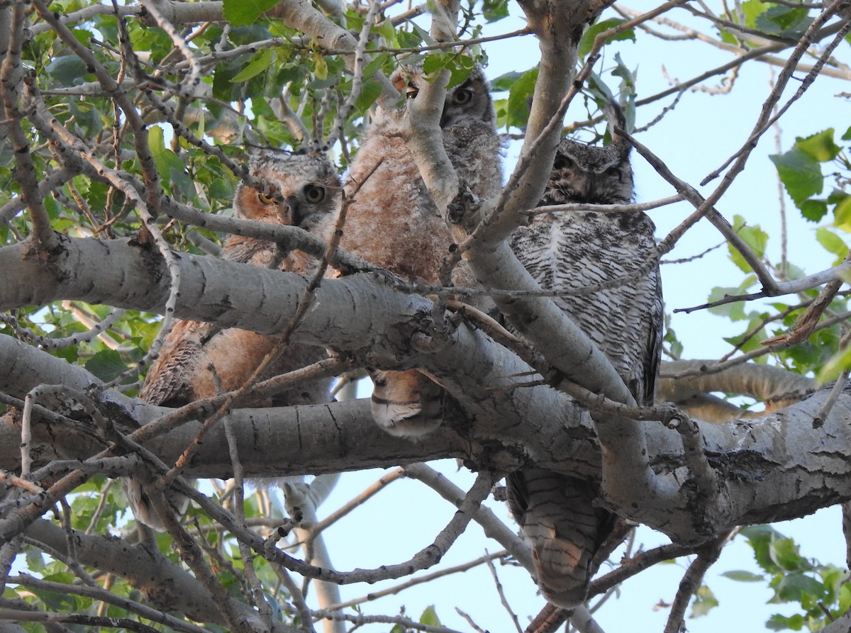 Great Horned Owl - ML617942134
