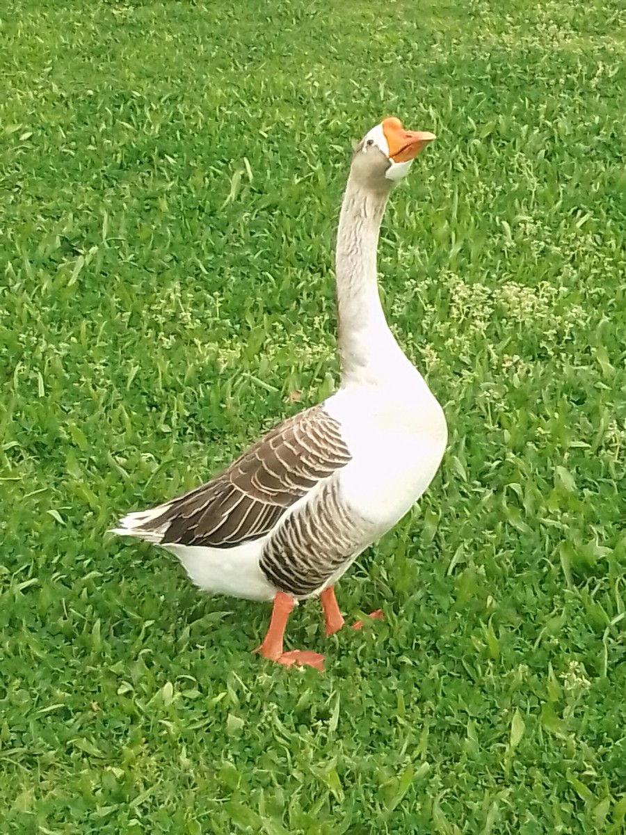 Graylag x Swan Goose (hybrid) - ML617942137
