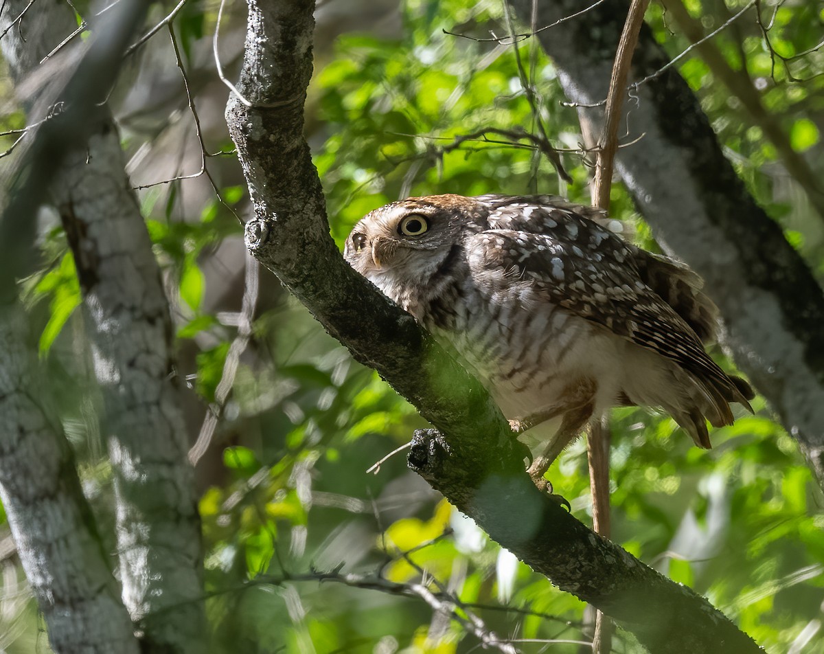 Burrowing Owl - Mel Senac