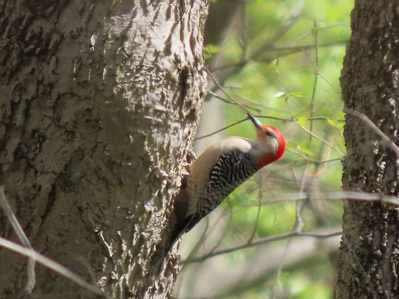 Red-bellied Woodpecker - ML617942155