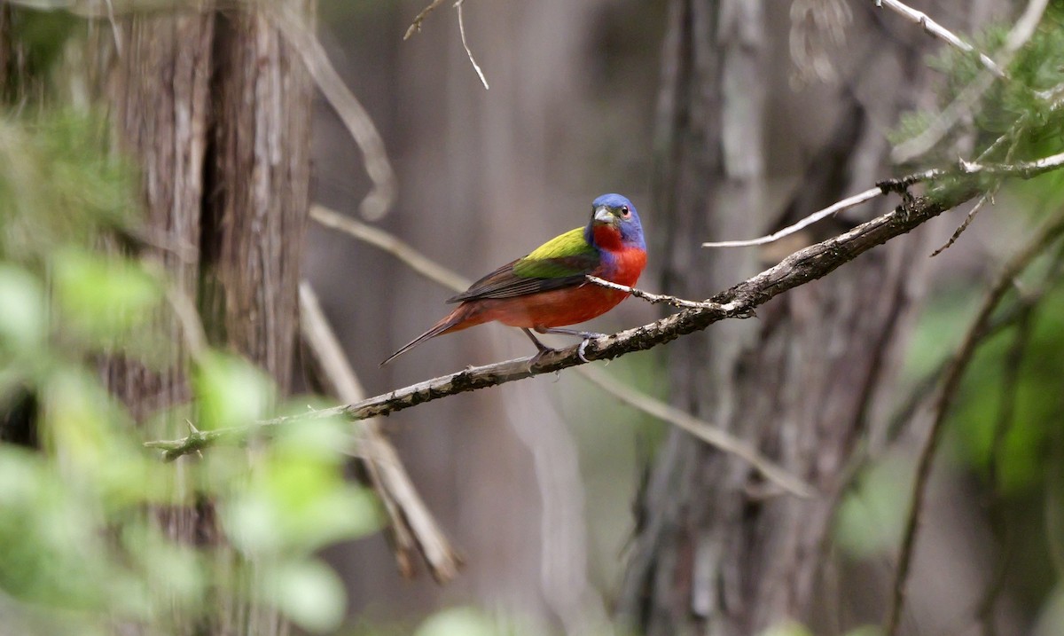 Painted Bunting - ML617942205