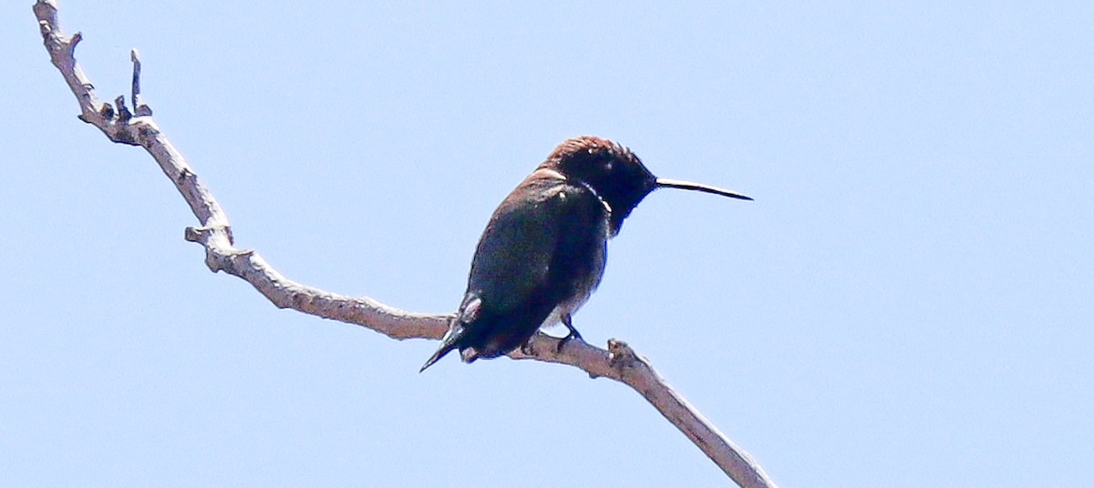 Black-chinned Hummingbird - ML617942209