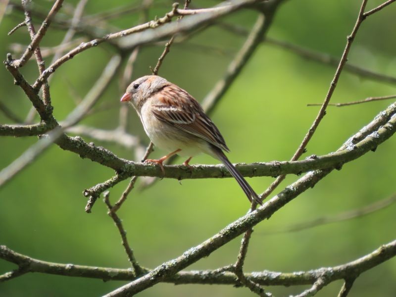 Field Sparrow - ML617942214