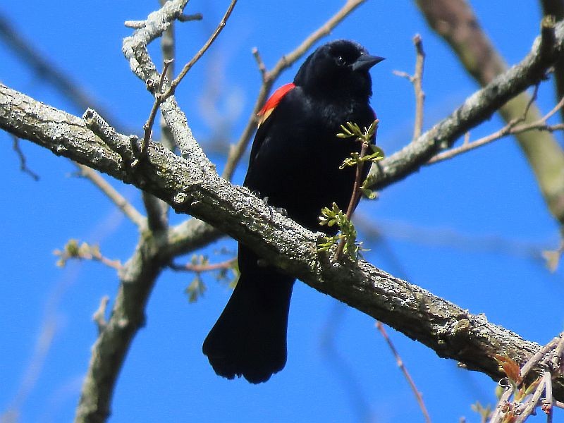 Red-winged Blackbird - ML617942262