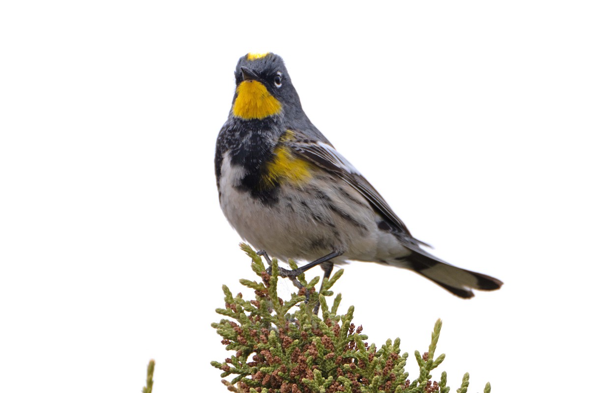 Yellow-rumped Warbler (Audubon's) - ML617942268