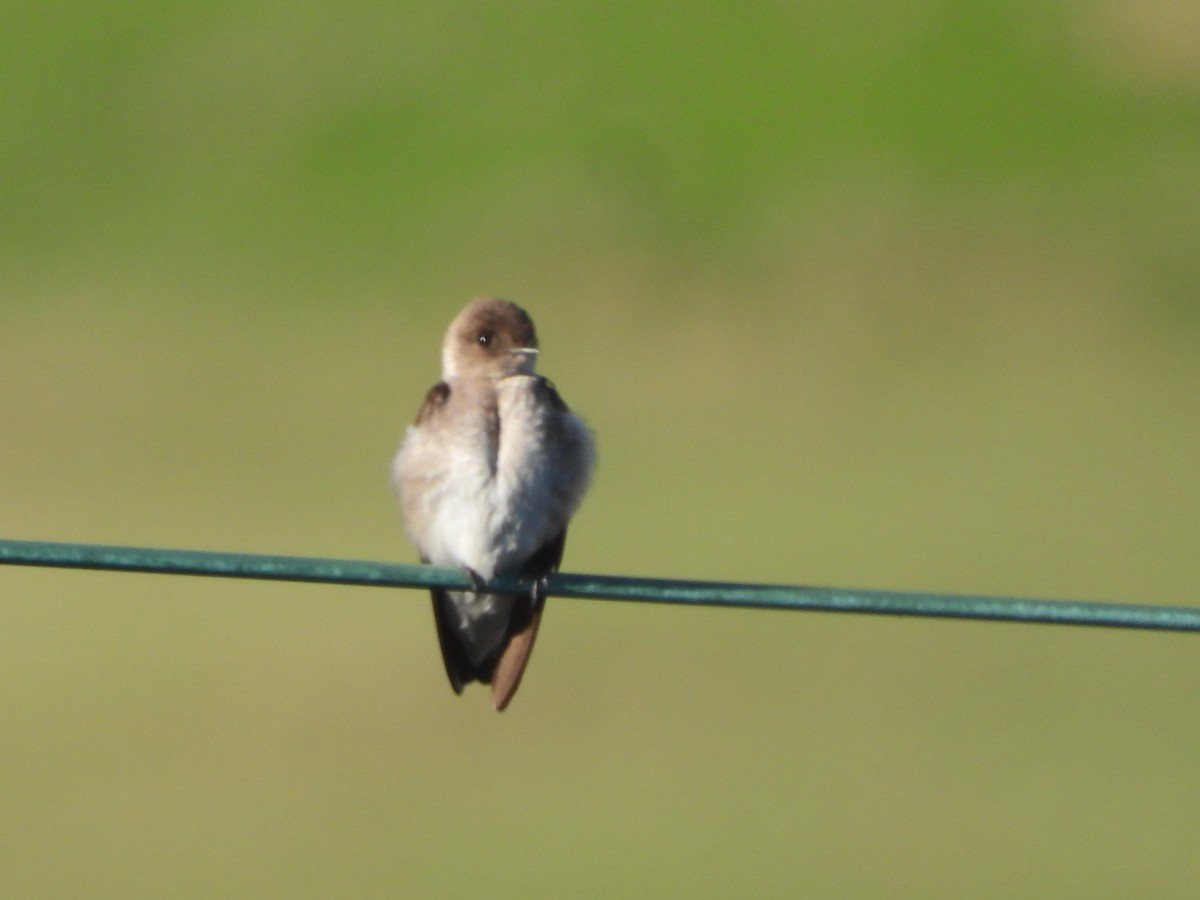Northern Rough-winged Swallow - ML617942285