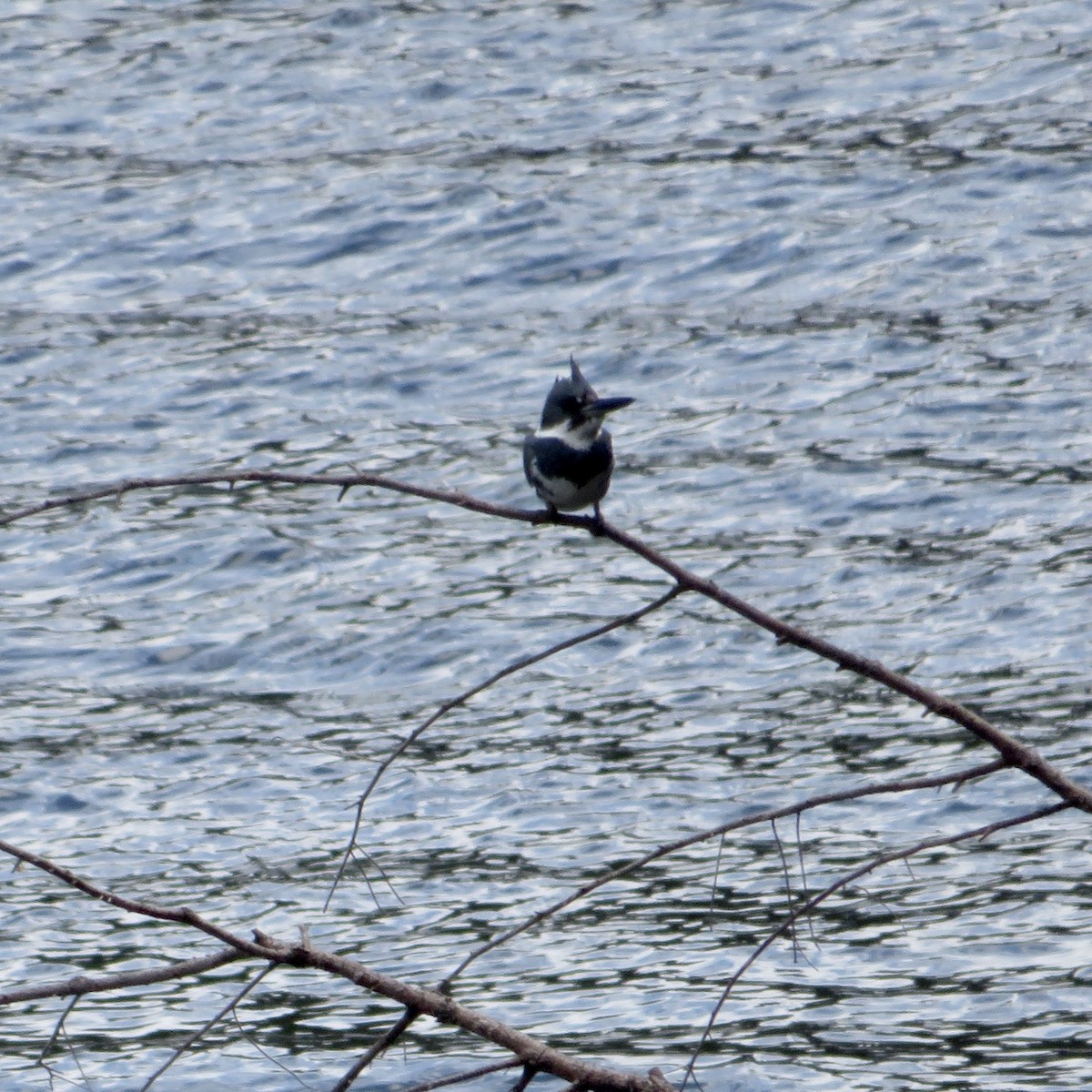 Belted Kingfisher - ML617942396