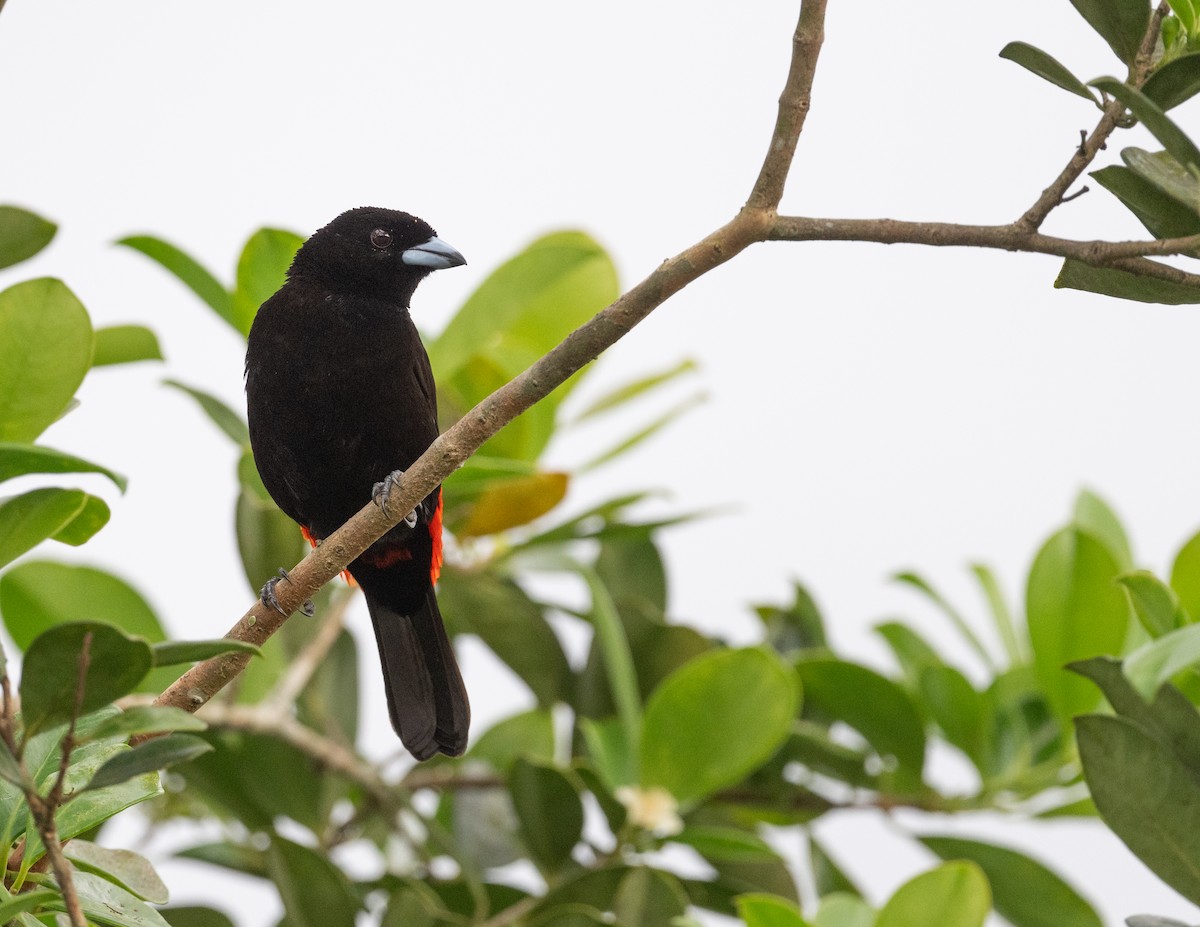 Scarlet-rumped Tanager - ML617942401
