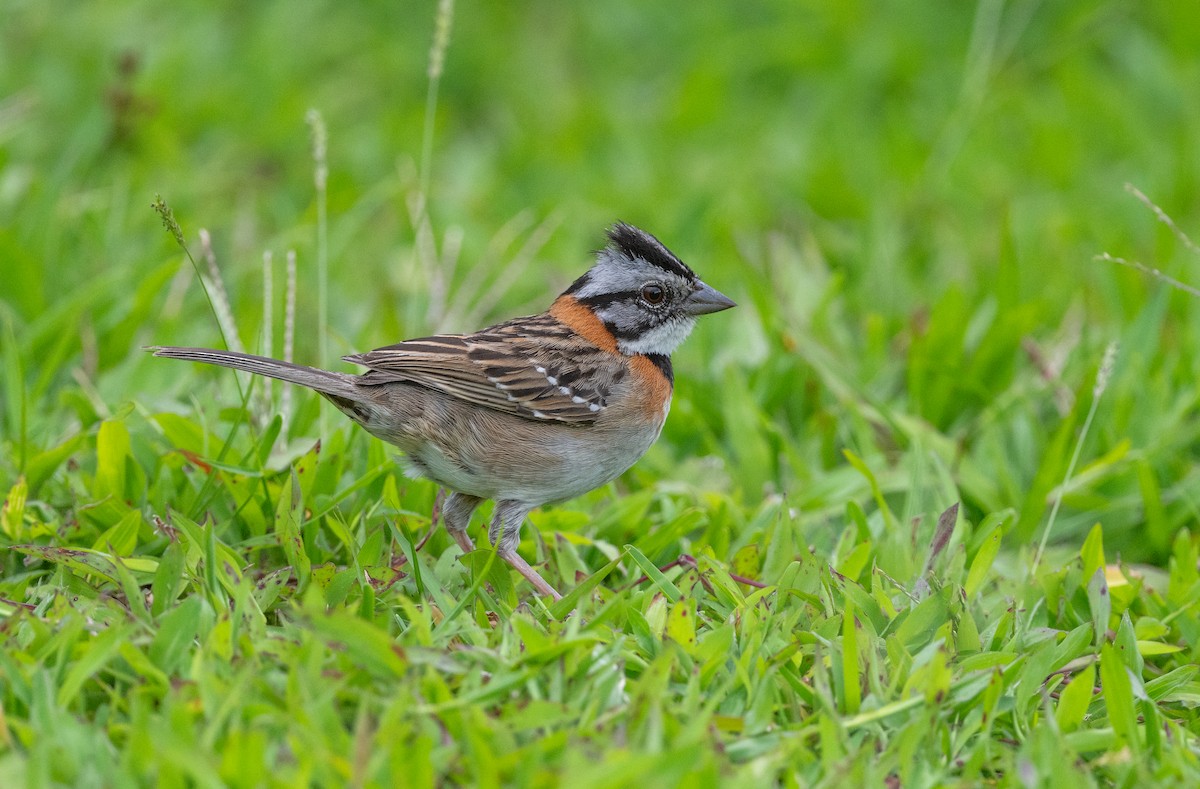 Rufous-collared Sparrow - ML617942420