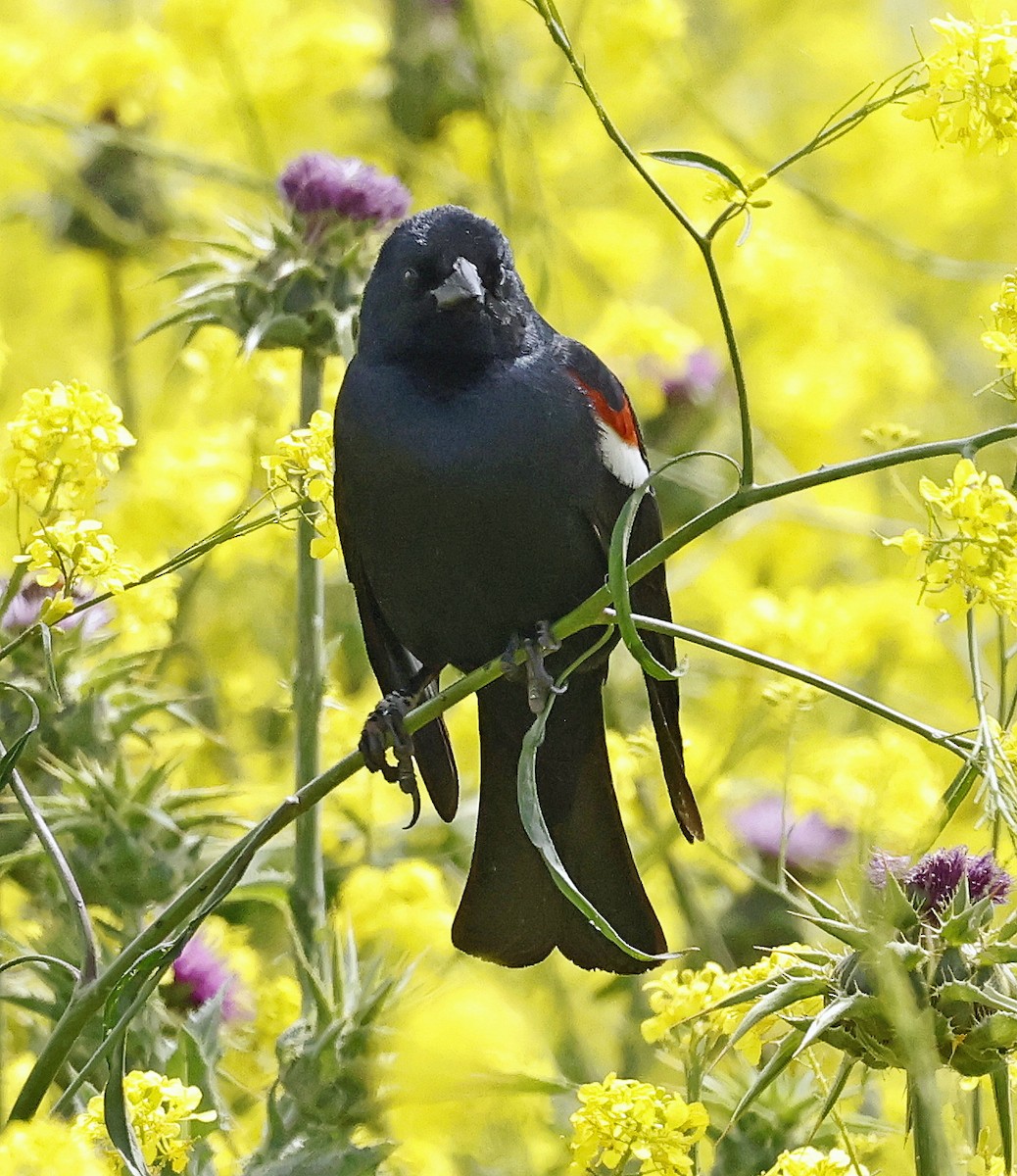 Tricolored Blackbird - Daniel Murphy