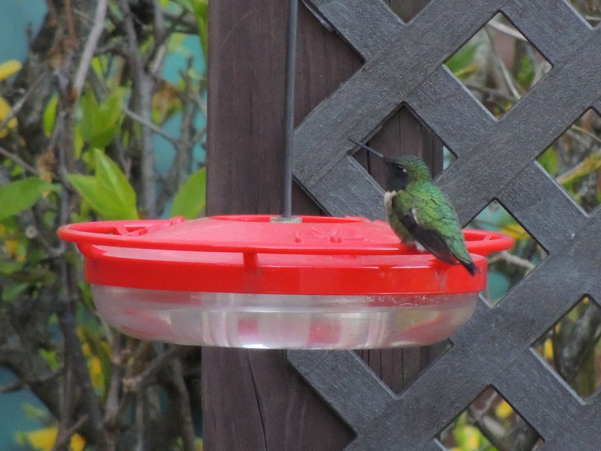 Ruby-throated Hummingbird - ML617942520