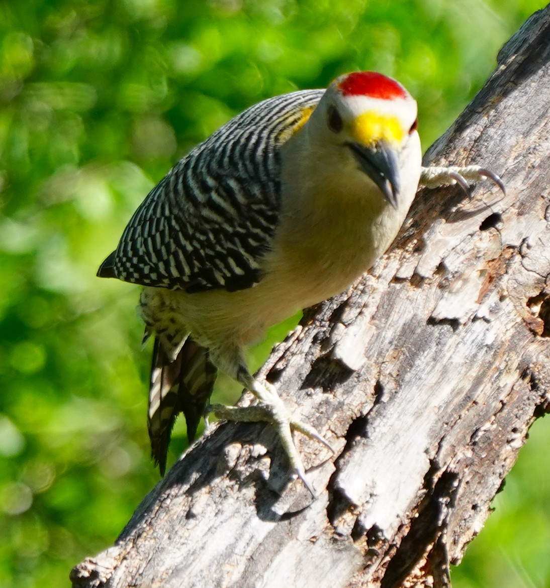 Golden-fronted Woodpecker - Bob Toleno