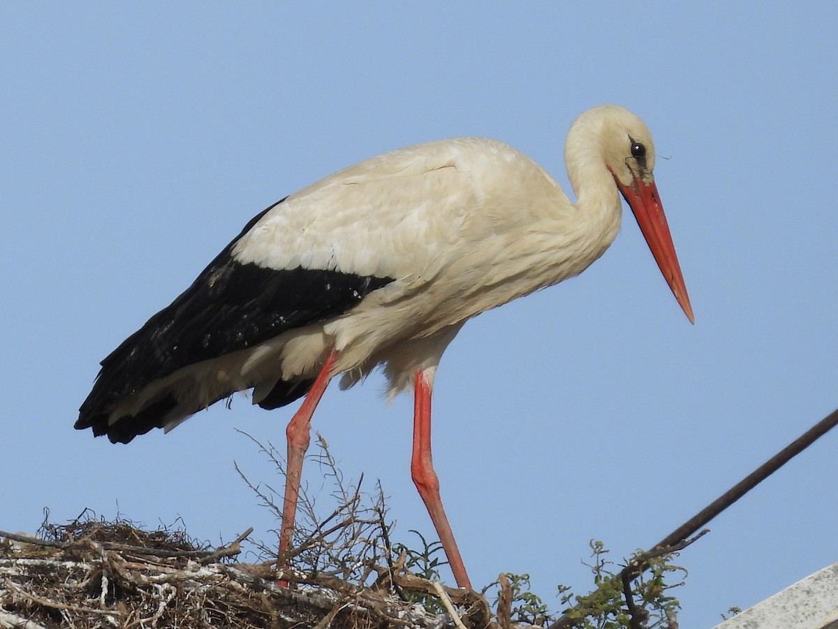 White Stork - Scott Fox