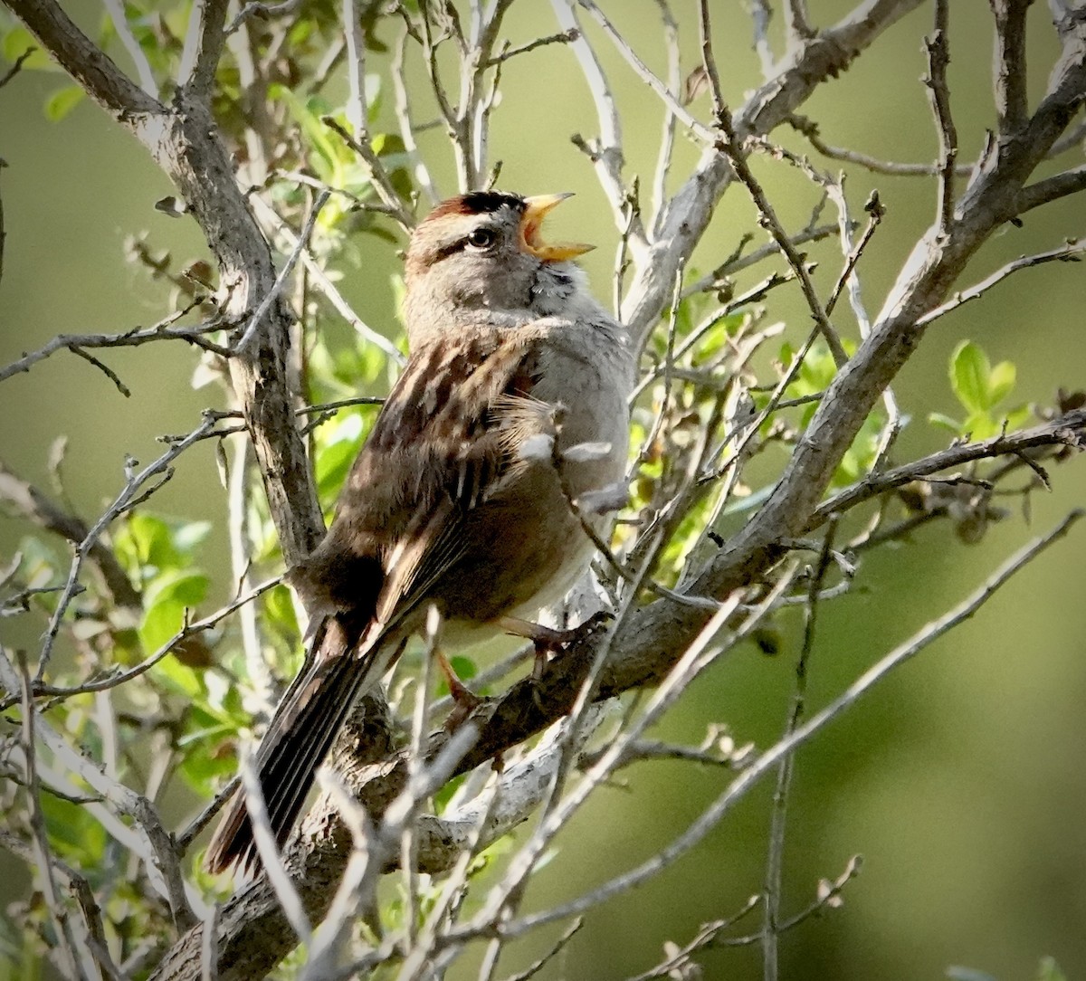 White-crowned Sparrow - ML617942695