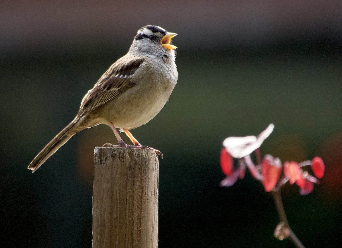 White-crowned Sparrow - ML617942696