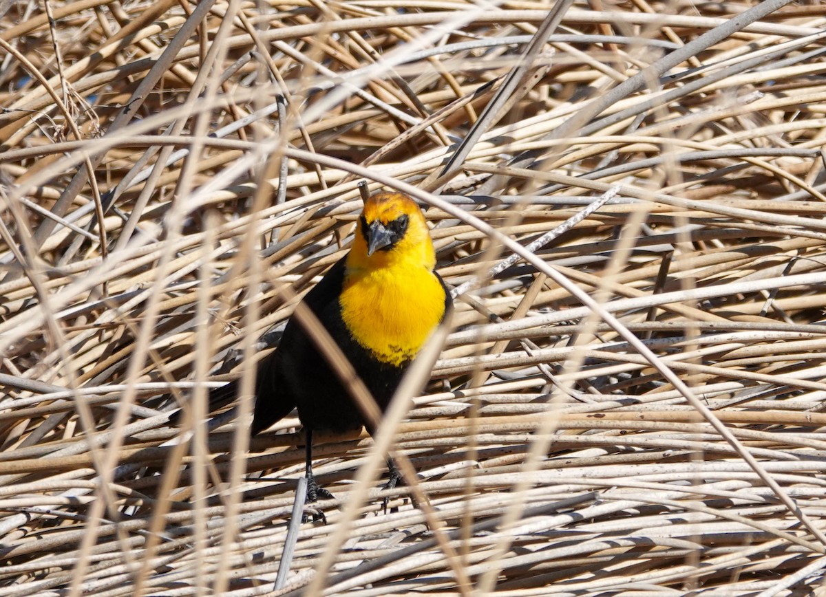 Yellow-headed Blackbird - ML617942709
