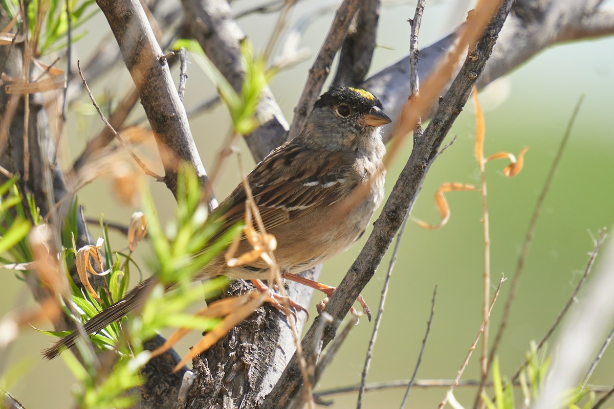 Golden-crowned Sparrow - Grigory Heaton