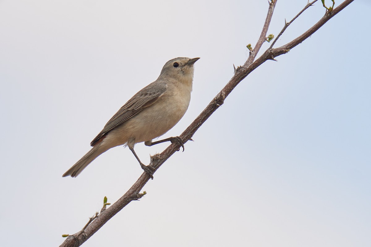 Lucy's Warbler - ML617942761