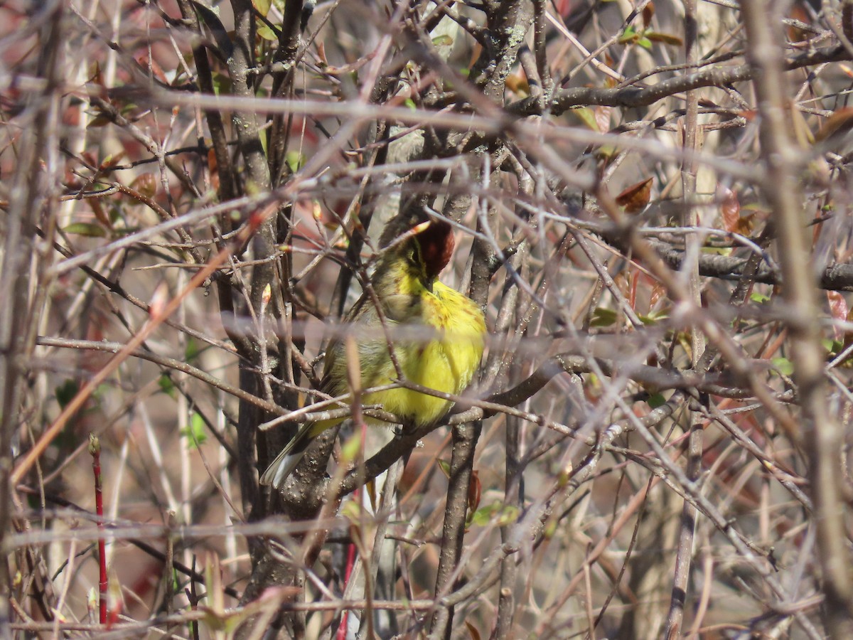 Palm Warbler (Yellow) - Jon P. Ruddy