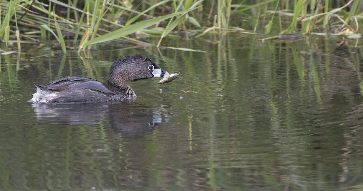 Pied-billed Grebe - Brent Angelo