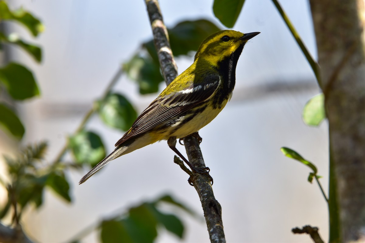 Black-throated Green Warbler - Paulo Castañeda