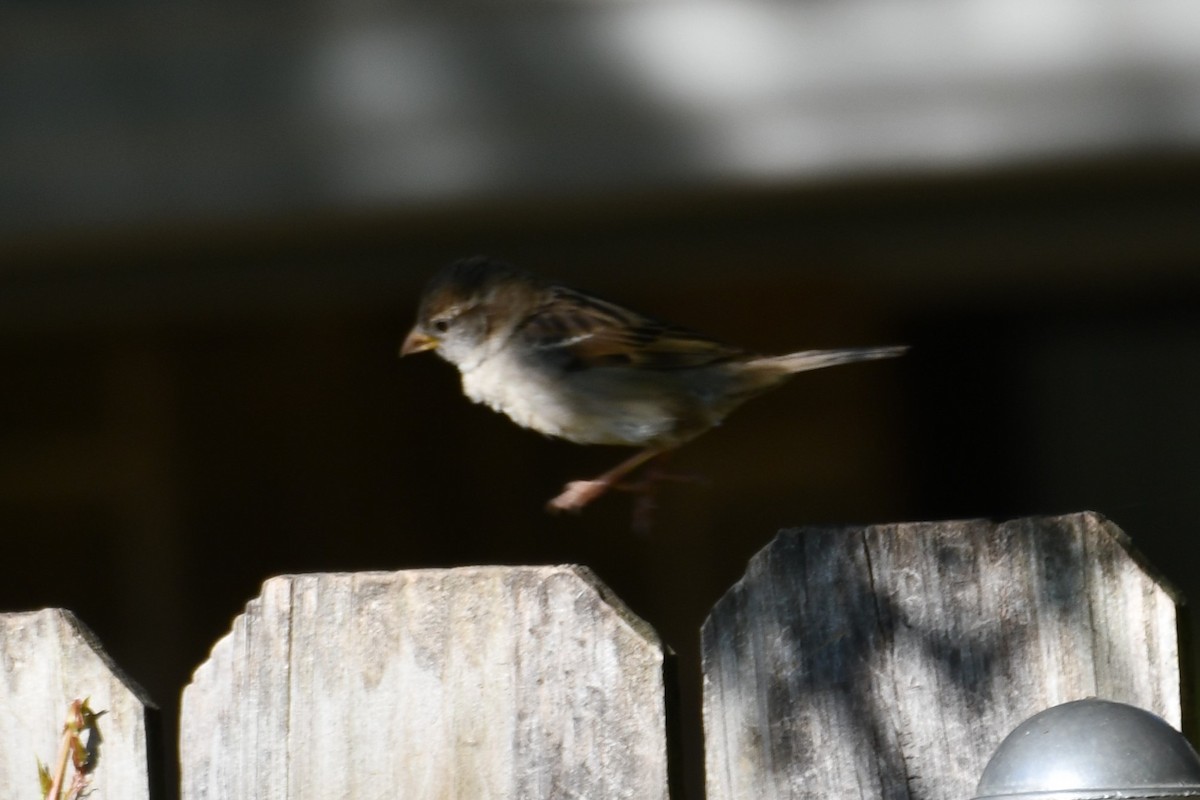 House Sparrow - Carmen Ricer