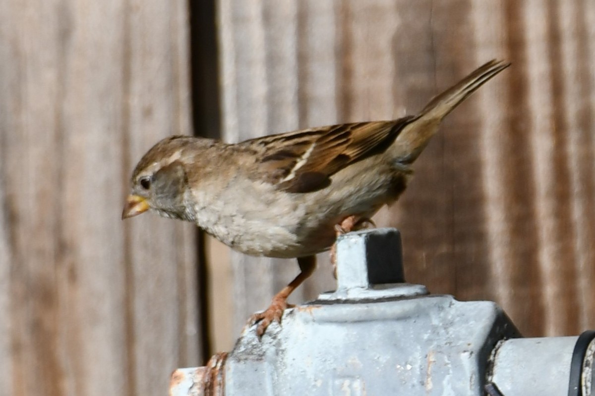 House Sparrow - Carmen Ricer