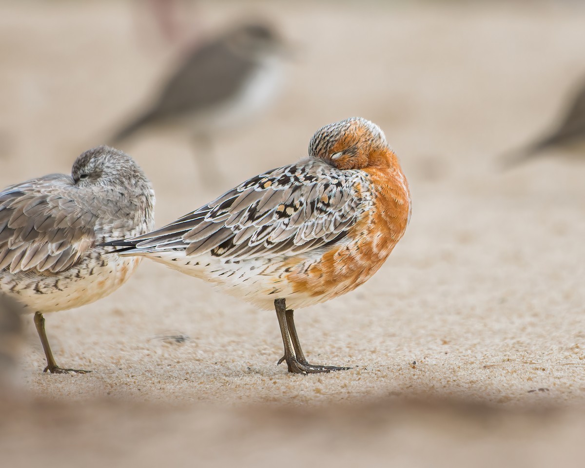 Red Knot - ML617942871