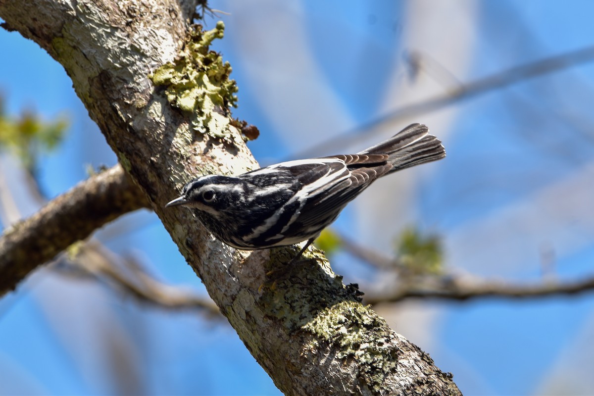 Black-and-white Warbler - ML617942901