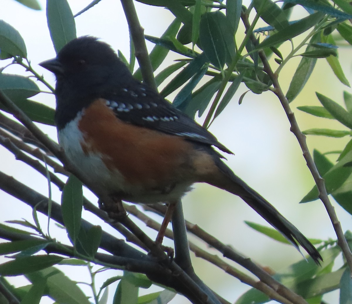 Spotted Towhee - ML617942935