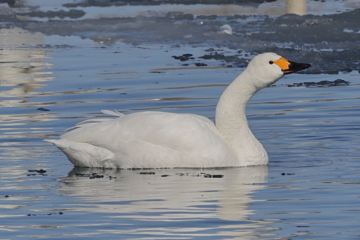 Tundra Swan (Bewick's) - ML617942946