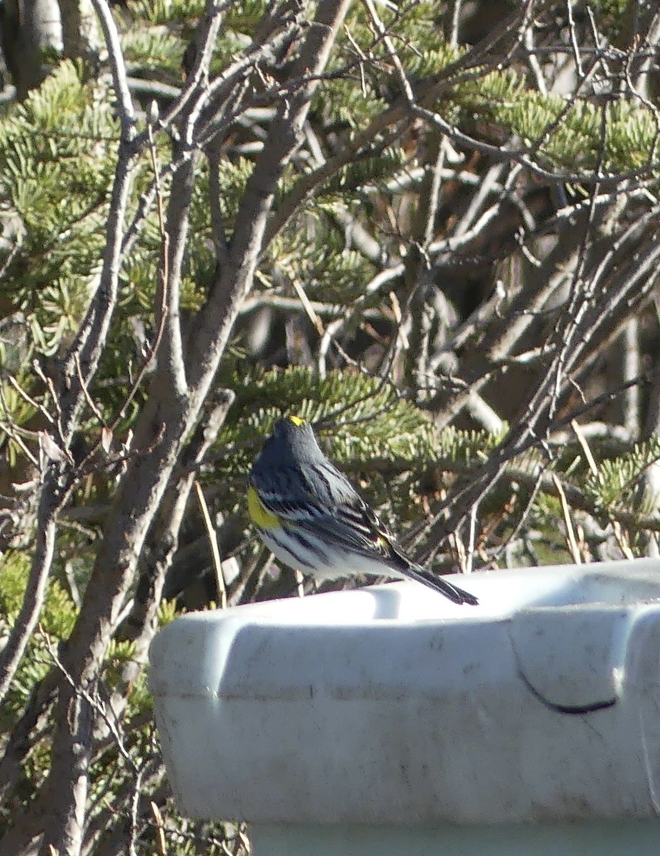 Yellow-rumped Warbler (Myrtle) - T A