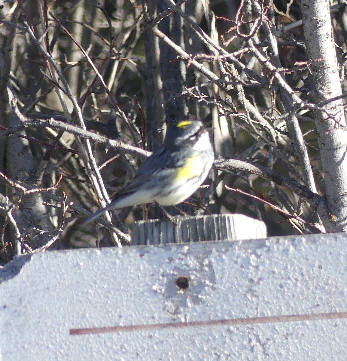 Yellow-rumped Warbler (Myrtle) - T A